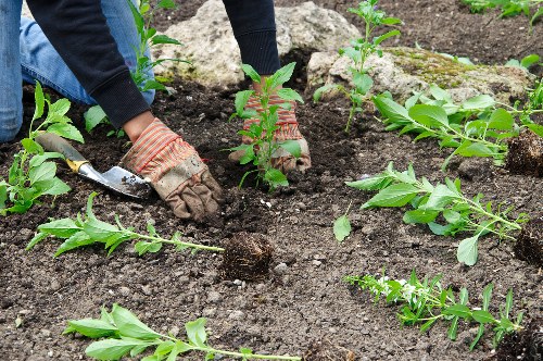 A gardener wearing gloves and a dark sweater is planting young shrub or bush seedlings in a well-prepared garden bed with dark, moist soil. Surrounding the planting area are neat rows of similar plants, some with small green leaves and others with slightly larger foliage, indicating ongoing landscape planting work. In the background, there are larger rocks and patches of bare soil, suggesting a landscaped outdoor space in Wimbledon. The overall scene shows a thoughtfully arranged garden bed with a mix of lush green plants, ready for further cultivation or maintenance by professional landscapers. The natural light indicates an overcast day, emphasizing the rich textures of the soil and vibrant green foliage, with the setting reflecting typical garden landscaping practices in the local area.