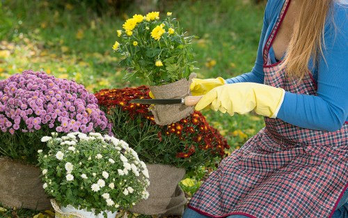 A gardener wearing yellow gloves and a checked apron is tending to a collection of potted chrysanthemum plants in a well-maintained garden. The garden features a lush, green lawn foreground, with pots containing vibrant yellow, purple, and white flowers arranged on the grass and on a stone surface. Behind the plants, there is dense greenery, including bushes and possibly trees, suggesting an outdoor landscaped space typical of residential gardens in Wimbledon. The scene appears to be set in natural daylight, with a bright, clear atmosphere indicative of good weather, ideal for gardening activities. This provides a visual example of professional gardening care, including plant maintenance and garden aesthetics, relevant to services offered by companies like Landscapers Wimbledon in the Wimbledon area of southwest London.