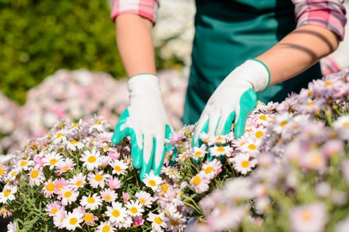 Professional hedge trimming tools and equipment