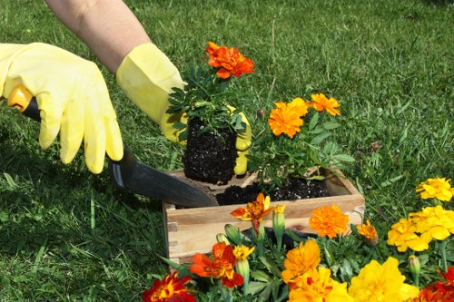 In the image, a gardener wearing yellow gardening gloves is carefully planting a vibrant orange flowering plant into a small wooden container placed on a lush green lawn. Surrounding the container are several other flowering plants with orange and yellow blooms, creating a colourful display typical of a well-maintained garden in Wimbledon. The garden area features a neatly cut grass surface, and the background shows more greenery and possibly other garden features, suggesting a landscaped outdoor space suitable for gardening services. The natural outdoor lighting indicates a bright, clear day, ideal for planting and outdoor maintenance work. The scene exemplifies careful planting and gardening activities common in residential garden care, aligned with services offered by Landscapers Wimbledon in the local area, contributing to the aesthetic and horticultural appeal of the garden.