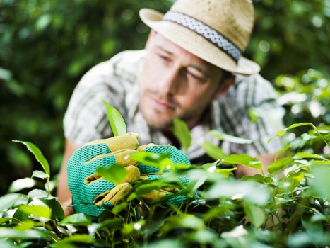 A gardener wearing a straw hat and teal gardening gloves is carefully pruning and trimming a dense, green hedge in a well-maintained outdoor garden. The hedge consists of lush, leafy branches with varying shades of green, forming a neat and structured boundary. Behind the hedge, additional garden elements such as a lawn with vibrant, evenly cut grass and a flower bed border with small plants and possibly flowering shrubs are visible. The outdoor environment appears bright and sunny, suggesting favourable weather conditions. The scene reflects professional garden maintenance, possibly carried out by Landscapers Wimbledon, contributing to a tidy and aesthetically pleasing landscaped yard near Wimbledon. The focus is on detailed pruning work within a landscaped garden, emphasizing the importance of regular garden care to keep outdoor spaces in top condition, aligned with local gardening and landscaping services within the Wimbledon area.