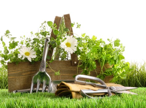 A freshly mowed lawn in a residential garden features vibrant green grass with even blades, bordered by a wooden raised flower bed filled with lush, green leafy plants. The background shows a neatly maintained hedge and a row of mature trees, indicating a well-kept outdoor space in Wimbledon. In the foreground, gardening tools including a trowel, hand fork, and gloves are arranged on the grass, suggesting recent or ongoing garden maintenance. The scene is illuminated by natural daylight, with soft shadows indicating a partly cloudy sky, creating a peaceful and inviting outdoor environment suitable for gardening services by Landscapers Wimbledon. The garden's tidy layout, combined with the healthy plants and clean surfaces, reflects a high standard of outdoor upkeep typical of professional landscaping and gardening care in the UK.