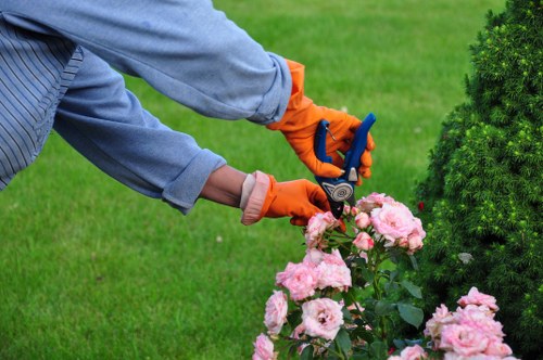 A gardener wearing a light blue shirt and bright orange gloves is trimming a lush pink flowering shrub in a well-maintained garden. The shrub is situated near a neatly mown green lawn, with the hedge line and a small evergreen tree visible in the background. The garden features a combination of vibrant flower beds, grassy areas, and shrubbery, providing a structured outdoor space typical of residential landscaping. The gardener appears to be using a pair of hedge cutters, focusing on shaping the flowers and surrounding foliage to maintain a tidy appearance. The lighting suggests a bright, clear day, emphasizing the natural green tones of the lawn and the soft pink of the flower blooms. This scene exemplifies professional garden maintenance aimed at keeping outdoor spaces attractive and healthy, consistent with local gardening services offered by Landscapers Wimbledon in SW19 and surrounding areas such as Wimbledon and South West London. The overall setting reflects a landscaped backyard environment with attention to detail in plant care and garden design.