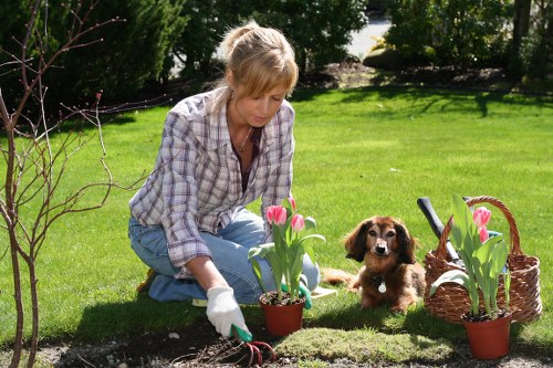 A woman with blonde hair, dressed in a checked shirt and blue jeans, is kneeling on a well-maintained green lawn in a garden area of Wimbledon. She is wearing gardening gloves and planting pink tulips into a flower bed that has dark, rich soil. Beside her, a small brown and white puppy with floppy ears is sitting attentively on the grass, gazing at the camera. The garden features a mixture of shrubbery and small trees in the background, with a neatly edged flower bed bordered by dark soil and fresh tulips. To the right, there is a wicker basket filled with additional tulip plants and a pair of gardening tools lying nearby. The outdoor environment is bright, indicating a sunny day with natural light illuminating the greenery and garden elements, highlighting the neat and landscaped outdoor space typical of a residential garden in Wimbledon. This scene exemplifies professional gardening work that landscapes and maintains lawns, flower beds, and outdoor plantings, reflecting the services provided by Landscapers Wimbledon in the Wimbledon postcode area for garden enhancement and upkeep.